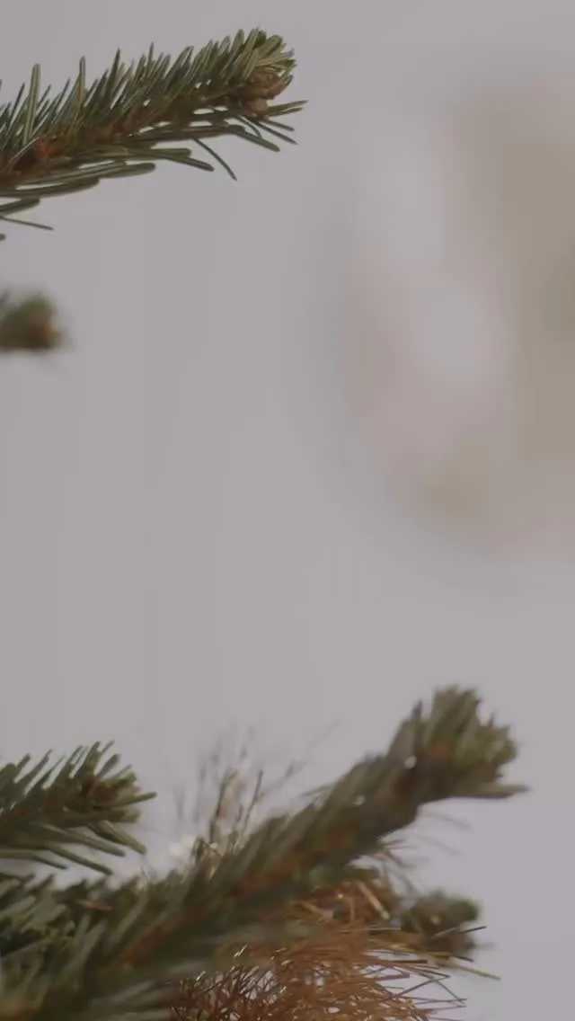 🎄クリスマスギフトにいかがですか？🎄