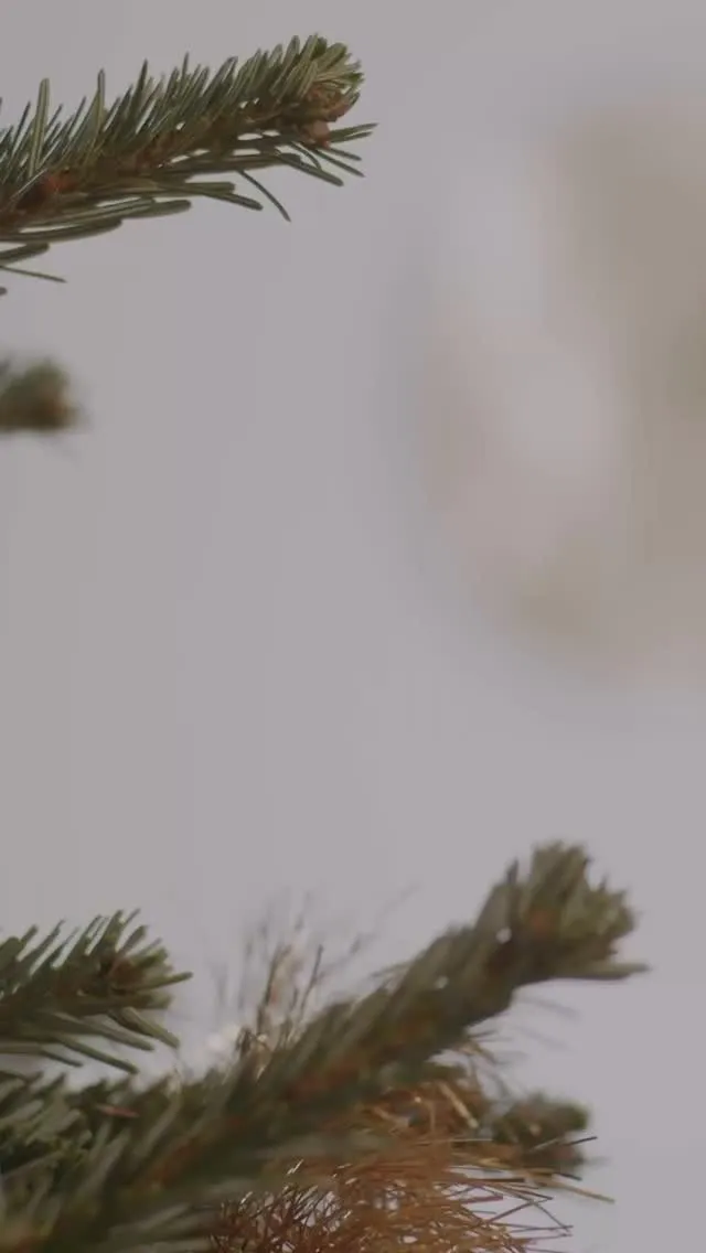 🎄ダヴィネスクリスマスコフレ🎄